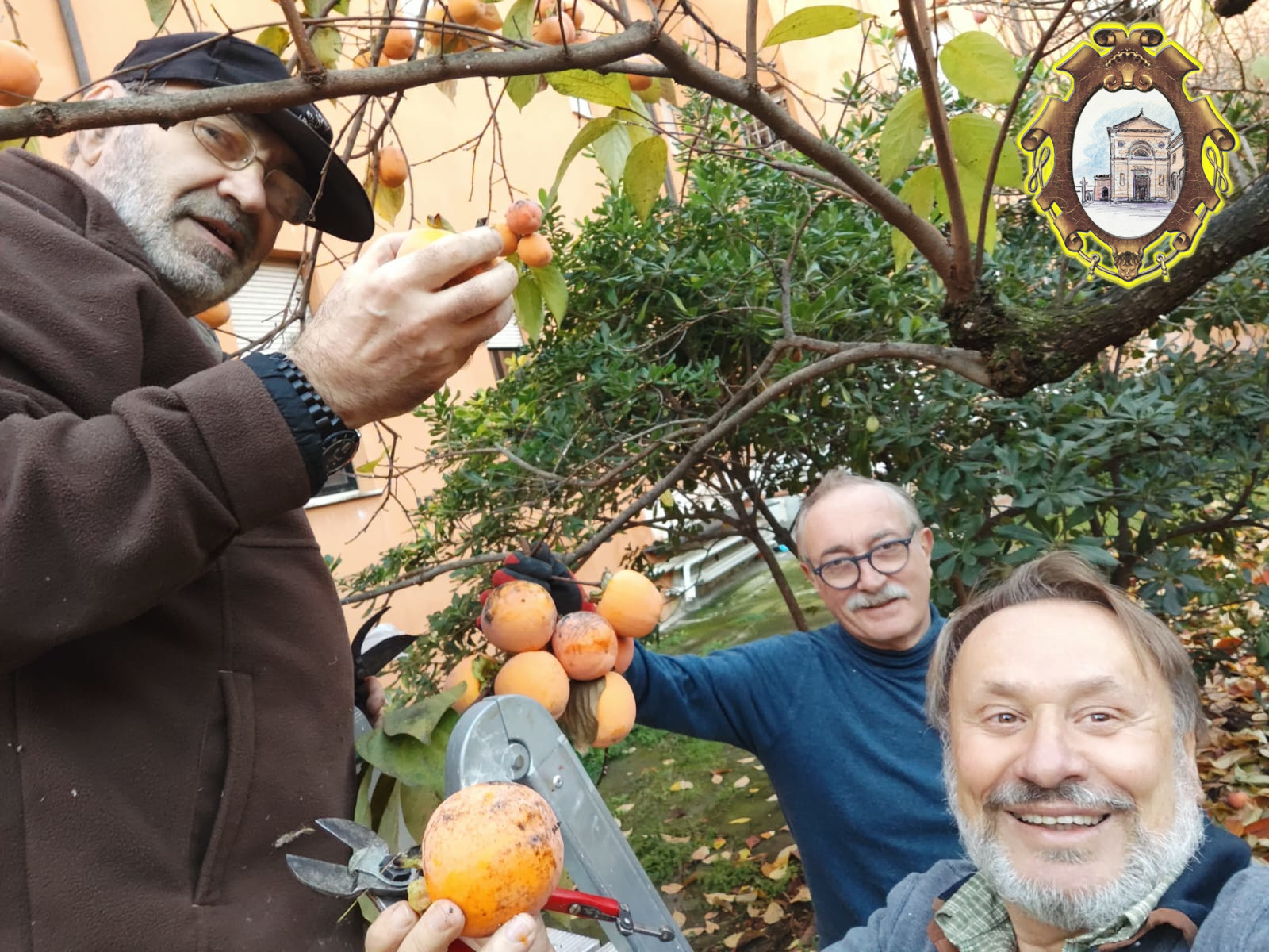 Raccolta cachi nel chiostro di San Giuseppe sposo