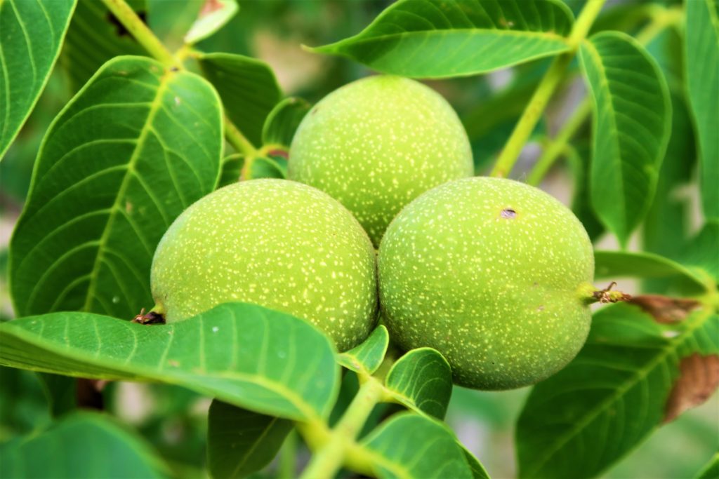 Le noci verdi per il nocino